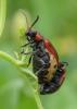 Emarhopa rufa